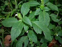 Image result for Asystasia mysorensis