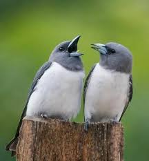 Pin By Kristin Erlwein On Pajaros Pet Birds Wild Animals Videos Beautiful Birds