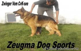 Gaziantep Kopek Egitim Uretim Ciftligi 946153 Alalimsatalim Com