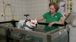 Das bedeutet, dass das eigene haus oder die eigene wohnung nicht mehr verlassen werden darf. Physiotherapie Fur Haustiere In Augsburg Bayern Sz De