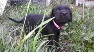 Check spelling or type a new query. Rottweiler German Wirehaired Pointer Mix Rottweiler German German Wirehaired Pointer Affenpinscher