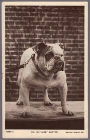 Pin On Mostly Vintage Bulldog Pictures And Postcards 2