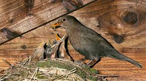If you do this, grackles, crows and blackbirds generally will look elsewhere for the foods they like. Bbc Blogs Springwatch Blackbirds Use Our Gardens More Than Any Other Bird