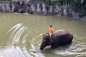 Kebun binatang gembira loka adalah sebuah kebun binatang yang berada di pusat kota yogyakarta.… pengelola kebun binatang surabaya (kbs) saat ini, ada baiknya perlu ke wina austria. Yuk Bantu Satwa Di Kebun Binatang Se Indonesia Untuk Makan Ini Caranya