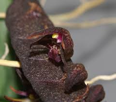 Image result for Bulbophyllum scaberulum