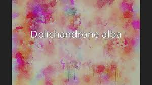 Image result for Dolichandrone alba