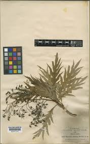 Image result for Bocconia arborea