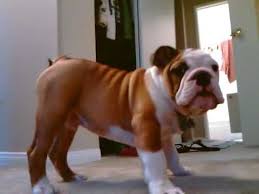 Olde English Bulldog 4 Months Old Youtube