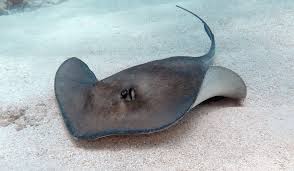 Image result for Stingray