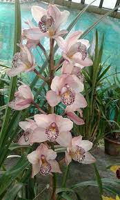 Pin By Flowers In Heart On Cymbidium Orchids Cymbidium Orchids Orchids Flowers