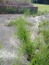 Check spelling or type a new query. Removing Horsetail Weeds From Your Garden And Patio Dengarden