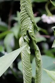 Image result for Sauromatum venosum