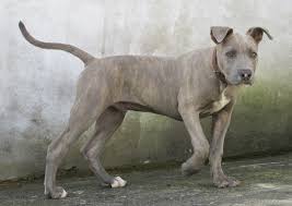 My ultimate blues pitbulls puppies for sale are of top bloodlines razors edge, gottiline, remyline, ultimatebluepitbulls, knolwood, de la cruz etc. Blue Tiger Stripe Pitbull Online Shopping
