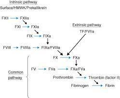The activated partial thromboplastin time (aptt) test measures the time taken by the blood to form a clot after the addition of substances (reagents) which activate the clot formation. Prothrombin Time And Activated Partial Thromboplastin Time Sciencedirect