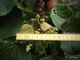 Image result for Macaranga capensis