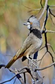 Pin By Peripetie On Aves Colorful Birds Pet Birds Beautiful Birds