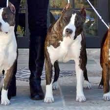 Find american hairless terrier puppies and breeders in your area and helpful american hairless terrier information. Why Breed Bans Affect You American Kennel Club