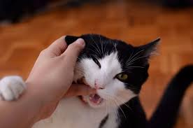 Sudden aggression in cats is a scary and frustrating problem for many owners. Why Does My Cat Bite Me When I Pet Him Cole Marmalade