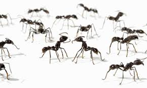When it comes to decorating a small bedroom, first and foremost, it's important to remember that the layout is everything. Ants Pestalance Pest Solutions