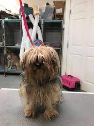 Teeth brushing is also available we will always. All Pets Grooming Facebook