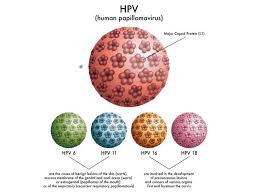 Image result for human papillomavirus symptoms