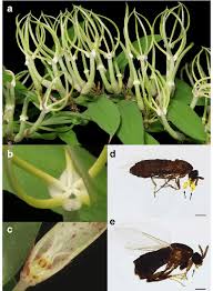 Image result for Ceropegia stenantha