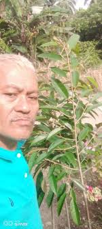 kinsa pay mu order deliver ko lunes semilyang duryan sumpay tupong sa tawo  ug avocado ug limon grapted pm lmg