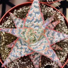 Image result for Aloe veseyi