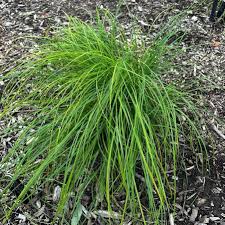 Image result for Carex