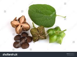 Image result for Plukenetia