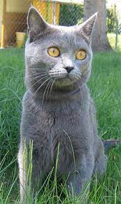 170 Chartreux Cats Ideas Chartreux Cat Chartreux Cats