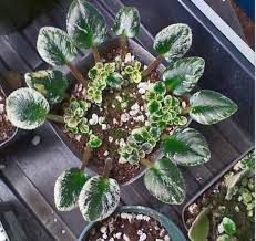 We did not find results for: African Violets America S Favorite Houseplant By Ethne Clarke