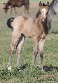 Similar colors in some breeds of dogs are also called buckskin. Driftin In Blue S 2018 Buckskin Roan Colt Quarter Horses For Sale Working Ranch Horses Texas Ma Quarter Horses