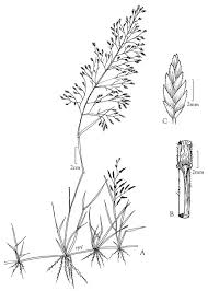 Image result for Eragrostis minor