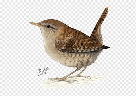 Carolina wrens prefer a house that is more hidden, like around shrubs or trees, than. Wren Png Images Pngwing