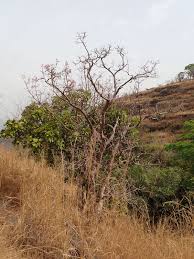 Image result for Dichaetanthera corymbosa