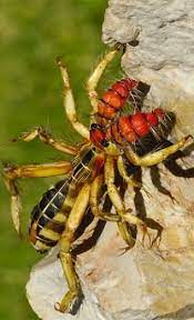 They are sometimes called wind scorpions, sun spiders, solifuges, or solpugids. Pin On Strange Critters
