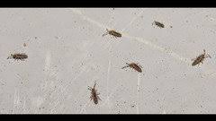 Evidently these insects like gluton.i do. Tiny Black Beetles On Kitchen Counter