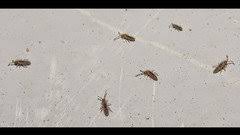 tiny black beetles on kitchen counter