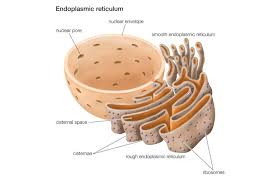 Rough endoplasmic reticulum in animal cell function. The Structure And Function Of The Endoplasmic Reticulum