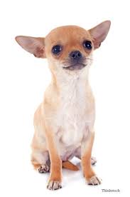 Why Is My Dog Shaking