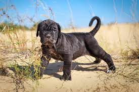 The cane corso is a large italian breed of dog, for years valued highly in italy as a companion, guard dog and hunter. 14 Places To Find Cane Corso Puppies For Sale Best To Worst