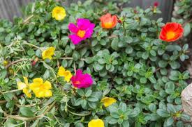 Take cuttings from freshly budded parts of the moss rose, and then place into either propagating pots, or into small jam jars. Moss Rose Plant Care Growing Guide