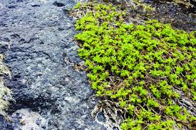 Image result for Callitriche