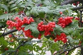 Scorusul De Munte Si Sanatatea Plants Places To Visit Visiting