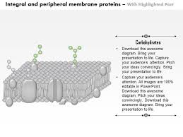 This means they do not penetrate the hydrophobic core of the phospholipid bilayer. 0614 Integral And Peripheral Membrane Proteins Medical Images For Powerpoint Powerpoint Presentation Designs Slide Ppt Graphics Presentation Template Designs