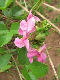 Image result for Sphenostylis