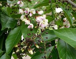Image result for Millettia pinnata