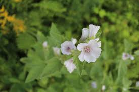 But, thanks to these effects, its main benefit is this plant's ability to heal wounds. How To Grow Marshmallow Plants Althaea Officinalis
