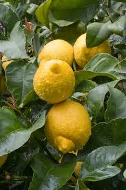 Image result for Citrus × limon
